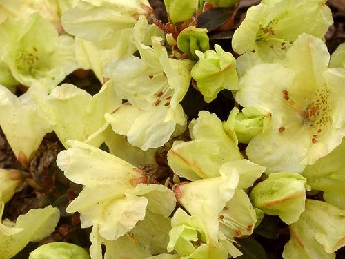 Różanecznik Patty Bee C2 E na Arena.pl