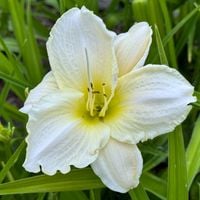 Liliowiec 'White Temptation' Biały Duże Kwiaty (Hemerocallis) Doniczka 2.0L