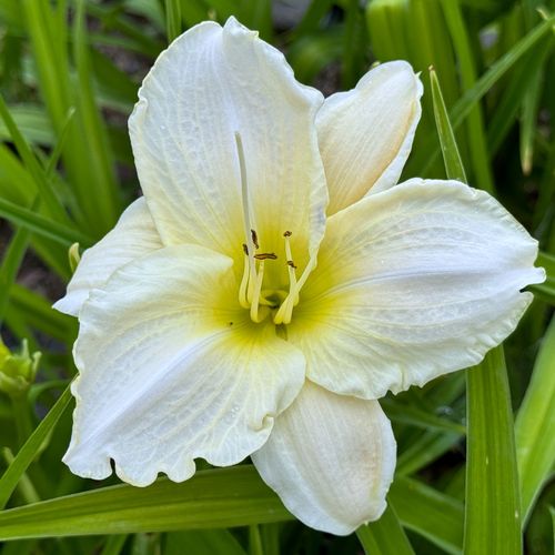 Liliowiec 'White Temptation' Biały Duże Kwiaty (Hemerocallis) Doniczka 2.0L na Arena.pl