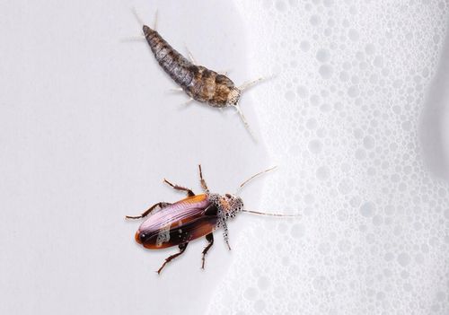 ŚRODEK PREPARAT NA MRÓWKI RYBIKI KARALUCHY PLUSKWY PIANKA NA OWADY NO na Arena.pl