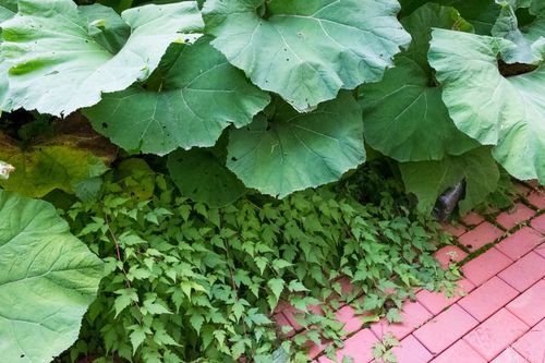 Tawulec pogięty 'Crispa' Zielony Dywan Zadarnia (Stephanandra incisa) 2.0L na Arena.pl