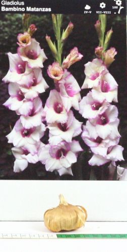 Mieczyk Gladiolus Bambino Matanzas na Arena.pl