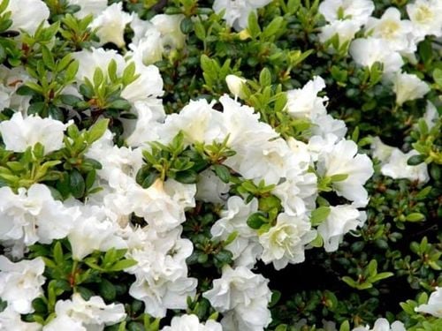 Azalia japońska EISPRINZESSIN Biała Pełne kwiaty Sadzonki 1L na Arena.pl