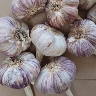 Czosnek zimowy Harnaś świeży Polski 1kg Do sadzenia i jedzenia ozimy na Arena.pl