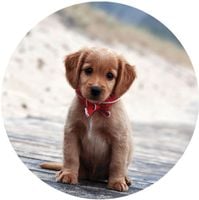 Opłatek na tort Urodziny Pies Piesek Pieski Okazjonalny