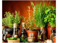 40X50CM PRZYPRAWY ZIOŁOWE OBRAZ