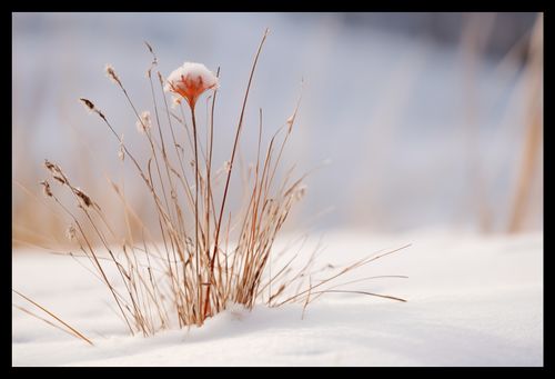 Plakat 45x30cm Zima w Detalach na Arena.pl