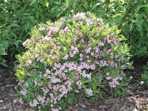 Krzewuszka cudowna PICCOLO Niewysoka Miniaturowa na Arena.pl