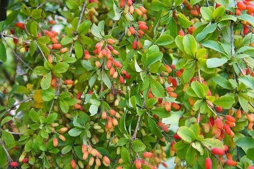 GK BERBERYS VULGARIS ZIELONY zdjęcie 1