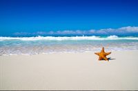 Fototapeta Plaża MORZE Piasek Rozgwiazda do Salonu 90x60