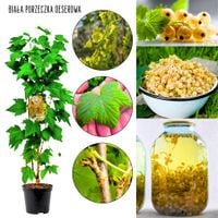 Biała Porzeczka Deserowa słodkie owoce KRZEW 40-60 cm