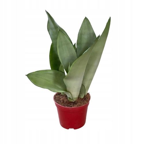 Sansewieria MOONSHINE Sansevieria WĘŻOWNICA na Arena.pl