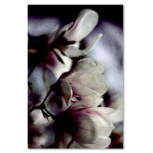 Obraz na płótnie - Canvas, Pączki magnolii 40x60 na Arena.pl