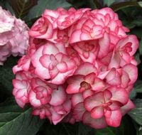 HORTENSJA MISS SAORI Czarolistna - sadzonki w don.