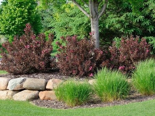 Krzewuszka WINE & ROSES Alexandra Bordowa C2 na Arena.pl