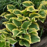 Funkia Hosta LIBERTY Zielono-żółta Duża odmiana L