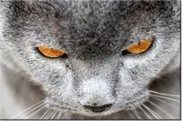 product-compare-58693643