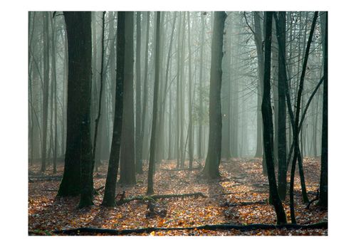 Fototapeta - Witches' forest 250x193 na Arena.pl