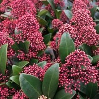 Skimia japońska RUBELLA Skimmia Zimozielona Sadzonki w doniczkach 2L