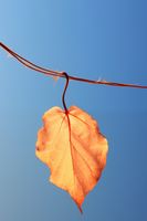 Plakat 30x45cm Ostatni Liść