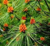 Sosna Wejmutka SADZONKI Pinus Strobus 15/30cm