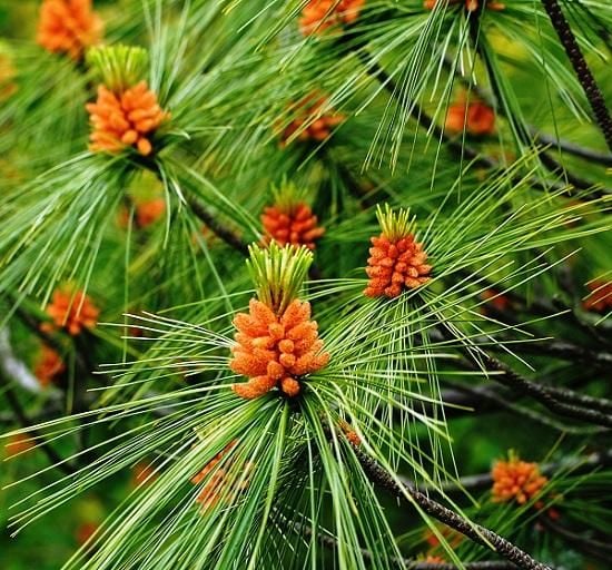 Sosna Wejmutka SADZONKI Pinus Strobus 15/30cm zdjęcie 1