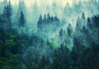 FOTOTAPETA LAS WE MGLE góry las 3D 400x280 FLIZ