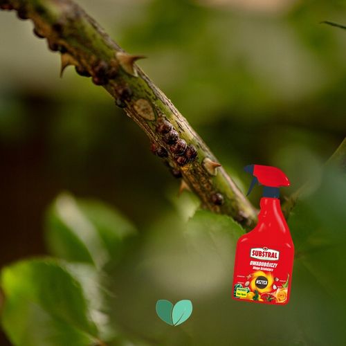 SUBSTRAL Owadobójczy Długodziałający POLYSECT Mszyca Mączlik Przędziorek x2 na Arena.pl