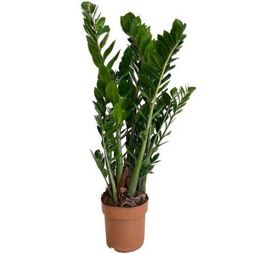ZAMIOKULKAS (ZAMIOCULCAS) 100cm na Arena.pl