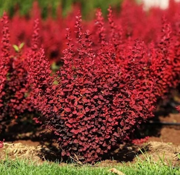 Berberys Thunberga RED CARPET 10-30cm Czerwony Dywan zdjęcie 1