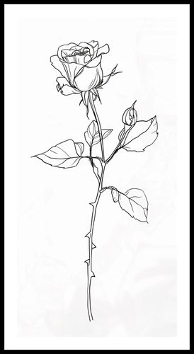 Plakat 50x100cm Kontur Róży na Arena.pl