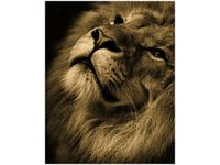 40X50CM ZŁOTY LEW OBRAZ