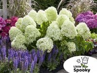Minaturowa HORTENSJA bukietowa LITTLE SPOOKY GĘSTA