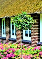 MIŁORZĄB MARIIKEN szczepiony na pniu odporny - sadzonki 120 / 140 cm