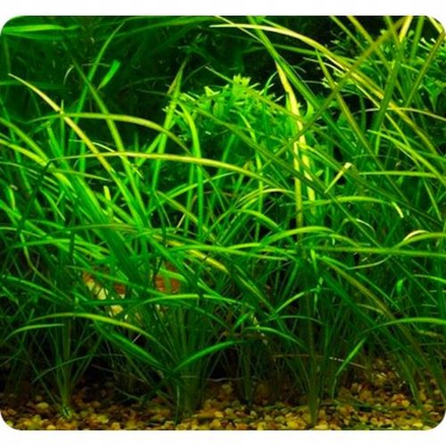 ZESTAW ROŚLIN ŁATWYCH W UPRAWIE NA TRZY PLANY DO AKWARIUM + GRATIS PĘSETA na Arena.pl