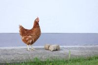 Brykiety z łuski z orkiszu dla drobiu, 24 szt, naturalne, Kerbl