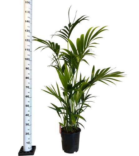 PALMA KENTIA (Kencja, Howea) 130 cm na Arena.pl