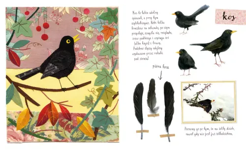 Mały Atlas Ptaków Ewy I Pawła Pawlaków na Arena.pl