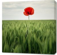 Obraz 70x70cm Samotny Mak na Polu