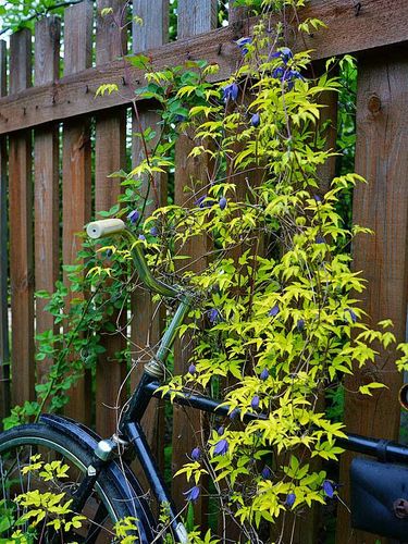 Powojnik Clematis Stolwijk Gold ® C2 E na Arena.pl