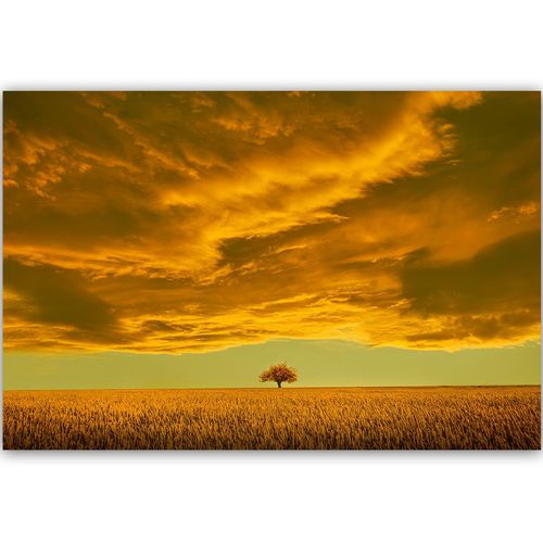Deco Panel, Samotne drzewo w polu 4 90x60 na Arena.pl