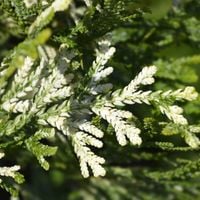 Żywotnikowiec japoński VARIEGATA Rogi łosia Thujopsis Duże sadzonki C3