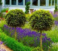 LAUROWIŚNIA NA PNIU ODPORNA NA MRÓZ 130-160 CM