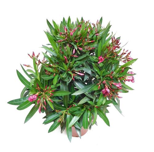 OLEANDER KRZEW wys.: 70 cm na Arena.pl