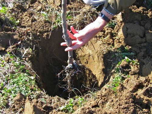 Dąb błotny duża sadzonka 50-80 cm na Arena.pl