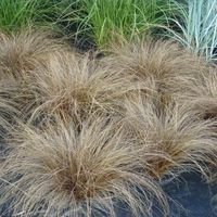 product-compare-57884852