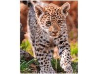 40X50CM MAYRA TAMBAKO THE JAGUAR OBRAZ