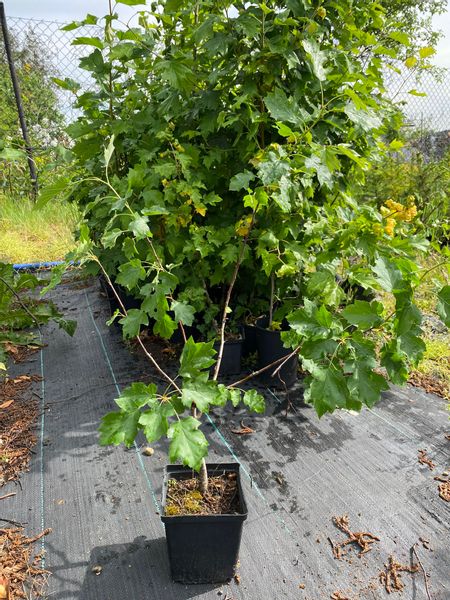 Dąb czerwony 60/100cm Quercus rubra DONICZKA zdjęcie 1
