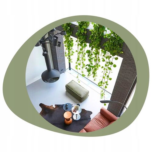 Epipremnum Aureum ZŁOCISTE Przebarwienia PNĄCZE Łatwa Uprawa Sercowate na Arena.pl