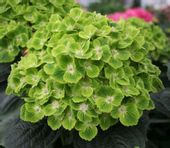 Hortensja ogrodowa Magical GREEN CLOUD INTENSYWNA